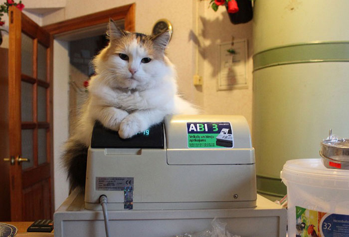 A fluffy cat sits confidently atop a cash register, looking relaxed and slightly bored, as if it's in charge of the shop. The surroundings include typical items you'd find in a store or home, with the cat positioned front and center, making it appear like the cashier. A fluffy cat sits confidently atop a cash register, looking relaxed and slightly bored, as if it's in charge of the shop. The surroundings include typical items you'd find in a store or home, with the cat positioned front and center, making it appear like the cashier.