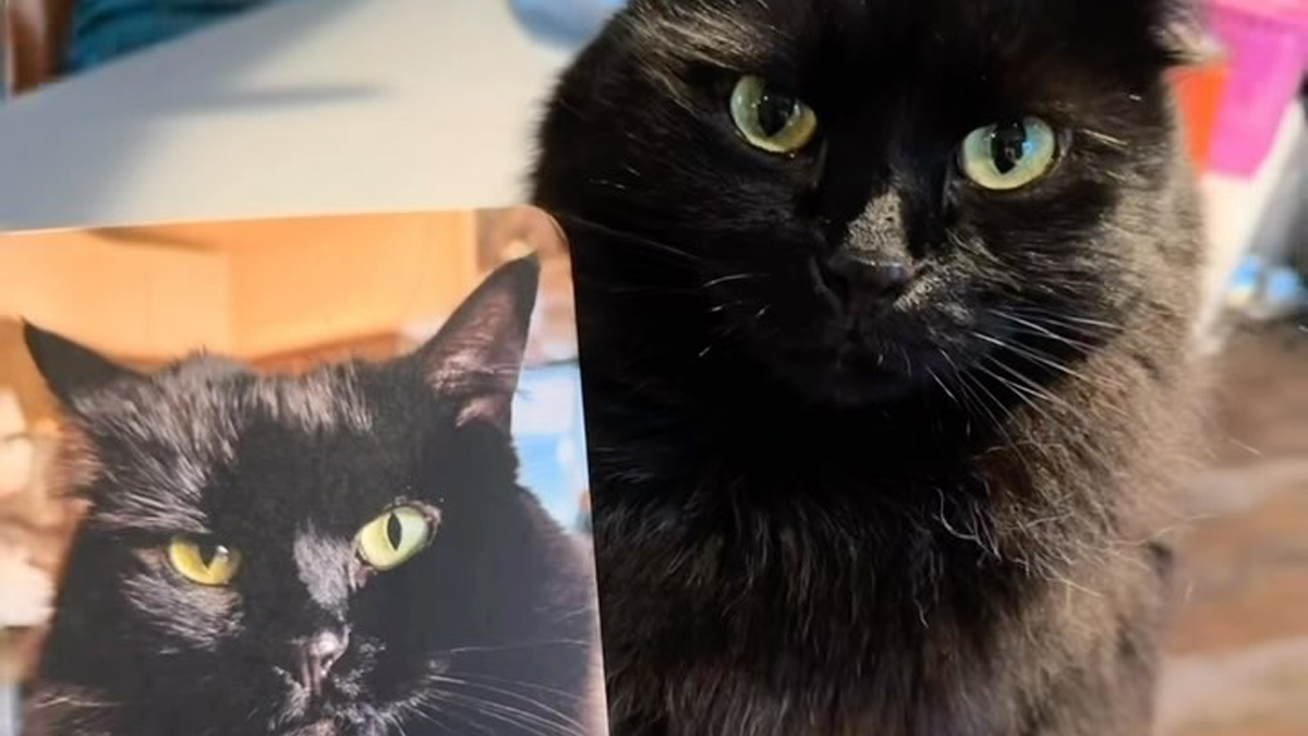 Vet Gets Bitten By A Cat During Appointment, Receives A Wholesomely Funny Apology Card From Her