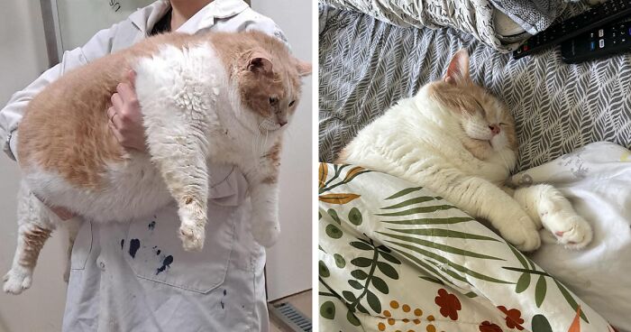 Meet Axel: The 43-Pound Cat Whose Weight Loss Journey Will Melt Your Heart