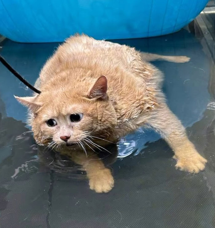 Giant Cat “Crumb” That Weighs Nearly 40 lb Was Rescued From Russian Basement, Sparks Anger Giant Cat “Crumb” That Weighs Nearly 40 lb Was Rescued From Russian Basement, Sparks Anger
