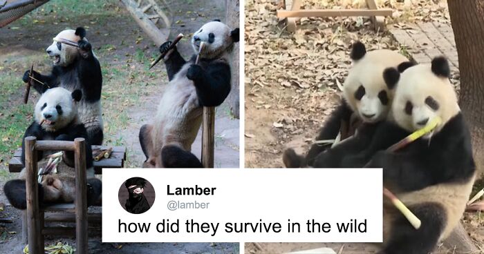 “Panda’s Tea Party”: Four Pandas Steal The Show With Cute Picnic At Zoo’s Mid-Autumn Festival