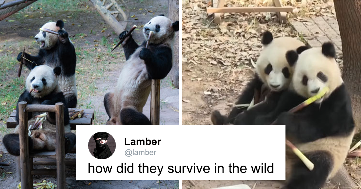 xigua Cute Panda Picnic Outdoor Blanket,Portable Picnic Mat Waterproof Sandproof 3-Layers Foldable Blankets Camping Blankets Picnic Mat for Ca並行輸入 Panda\u0027s Tea Party\u201d: Four Pandas Steal The Show With Cute Picnic At