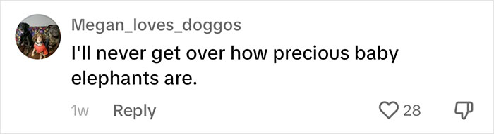 People Online Are Overtaken By The Cuteness Of These 2 Newborn Elephants At Fresno Zoo People Online Are Overtaken By The Cuteness Of These 2 Newborn Elephants At Fresno Zoo
