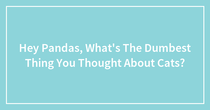 Hey Pandas, What’s The Dumbest Thing You Thought About Cats? (Closed)