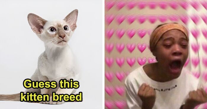 Just 32% Of Cat Lovers Know All These Kitten Breeds