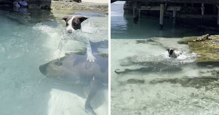 Dog Finds An Unlikely Best Friend In A Wild Nurse Shark, Goes Viral As Everybody Online Loves It