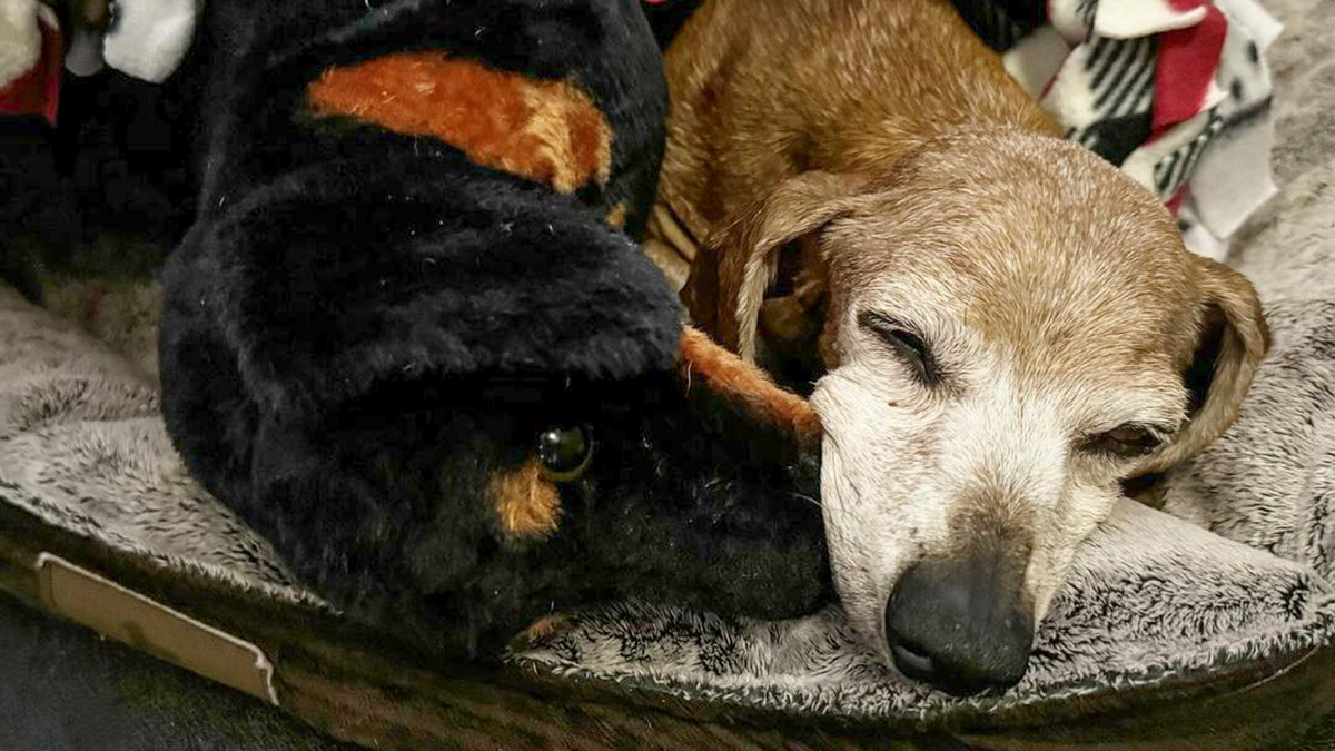 Shelter Dog Loses Her Best Friend Of 17 Years, But Then Vintage Pet Rescue Found His Plushie Twin