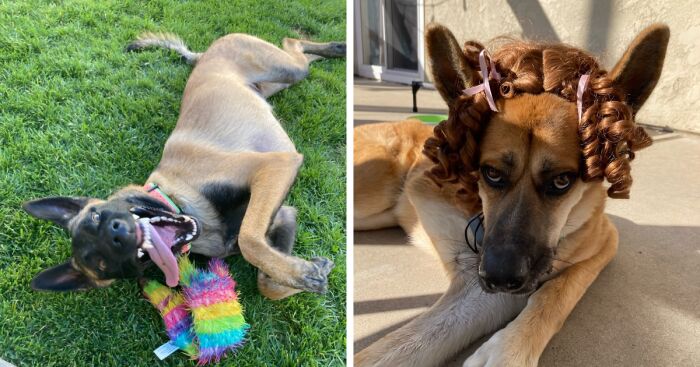 Hey Pandas, Post The Funniest Pic Of Your Pet (Closed)