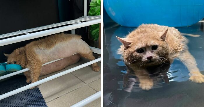 Crumb, The Obese Cat Rescued From A Russian Basement, Tries To Escape Weight-Loss Center