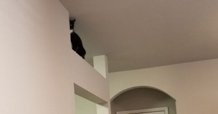 Hey Pandas, Share The Funniest Photos Of Cats Hiding In Plain Sight (Closed)