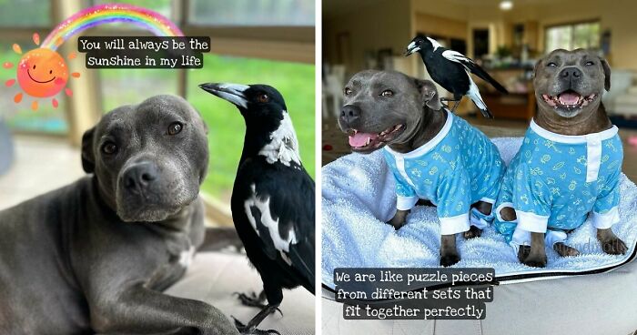 New Legal Battle Threatens To Separate Molly, The Famous Magpie, From Its Doggy Best Friend