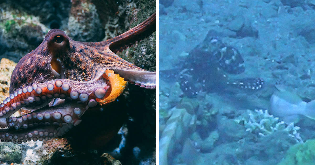 Rare Video Shows Octopuses Punching Their Lazy Fish Partners While Out
