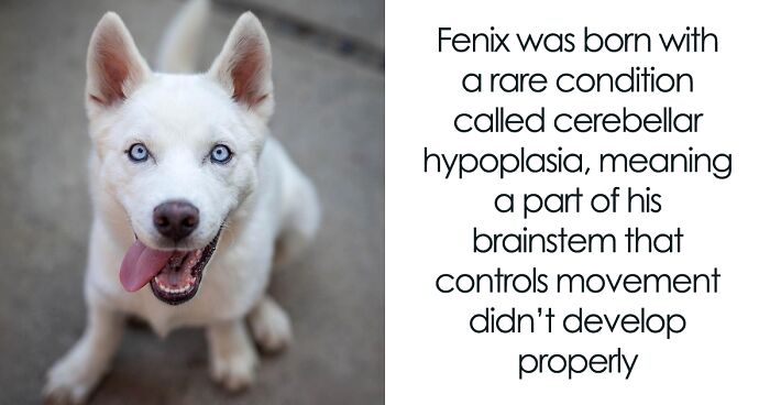 Overcoming Disability: This Dog’s Prancing Walk Steals Hearts On The Internet