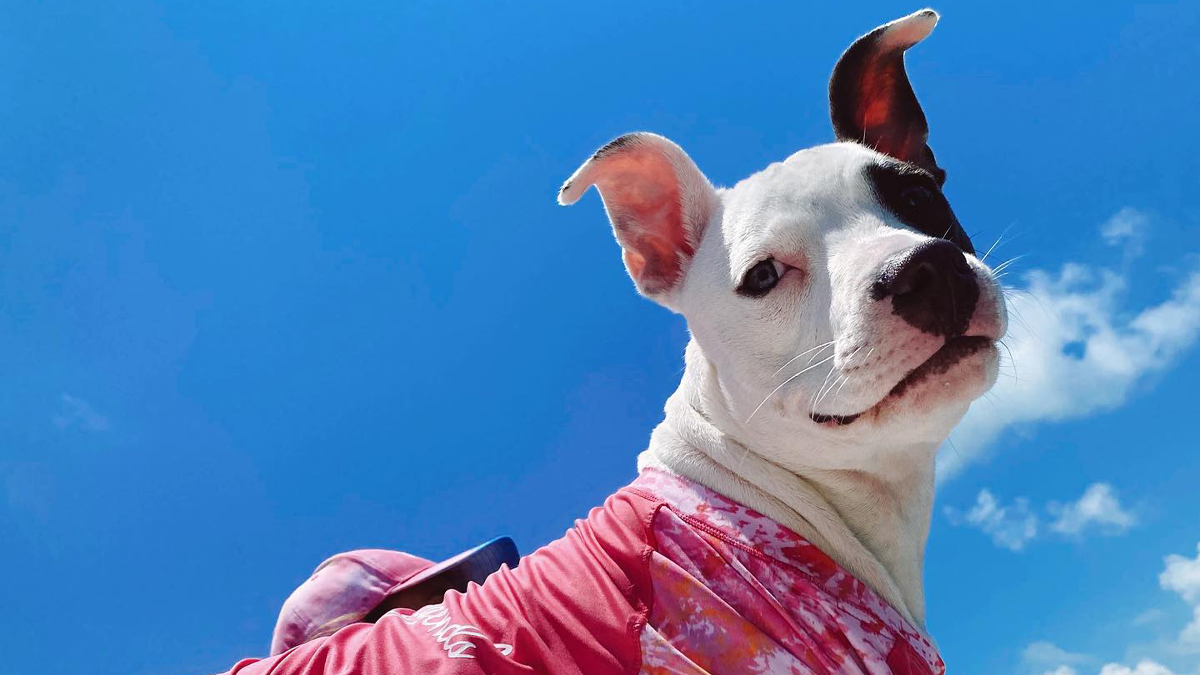 Puppy Is Frozen By Rare Disease, Recovers And Takes First Steps Despite Nobody Believing