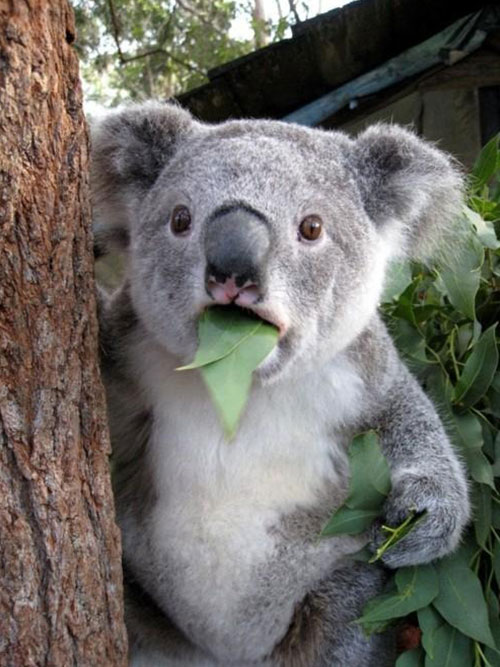 A surprised-looking koala is clinging to a tree with a eucalyptus leaf halfway in its mouth. Its wide eyes and open mouth create an expression of shock or disbelief, making the moment both adorable and comical. A surprised-looking koala is clinging to a tree with a eucalyptus leaf halfway in its mouth. Its wide eyes and open mouth create an expression of shock or disbelief, making the moment both adorable and comical.