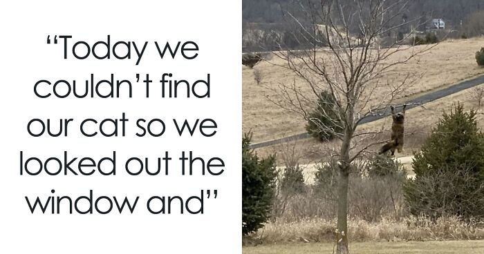 This FB Page Is Home To Hilarious Cat-Centered Memes, And Here Are 50 ...