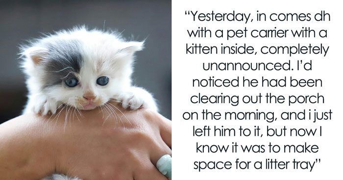 Husband Makes A Selfish Decision To Bring A Kitten Home Without Considering His Family’s Feelings
