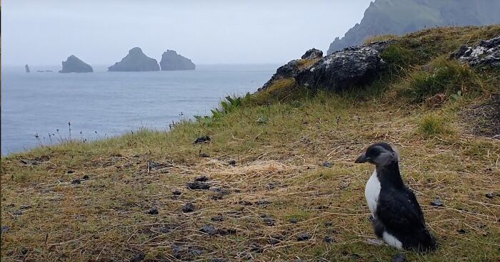 People In Iceland Are Collecting Baby Puffins In The Streets And Throwing Them Back Into The Ocean