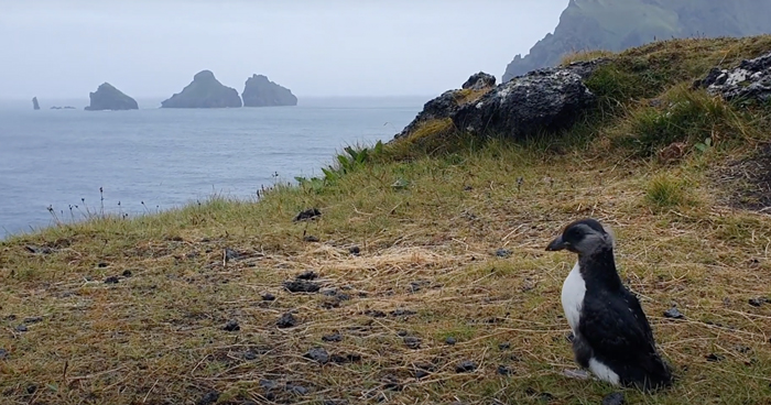 People In Iceland Are Collecting Baby Puffins In The Streets And Throwing Them Back Into The Ocean