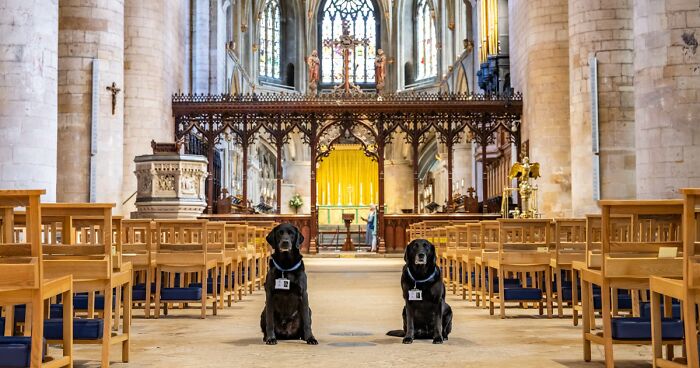 These Dogs Were Allowed To Come In Temporarily, But Ended Up Staying As ...