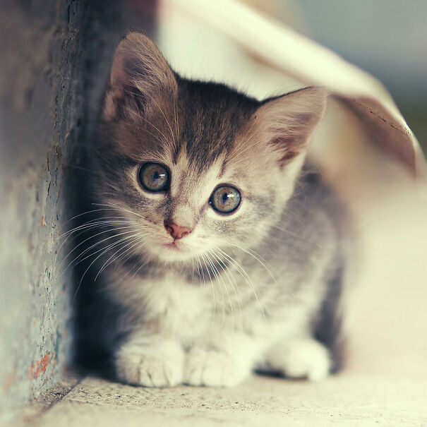 little-cute-kitten-serhii-kucher.jpg