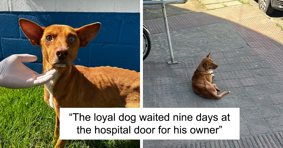 This Loyal Dog Spent 9 Days By The Hospital, Hoping For A Reunion With ...
