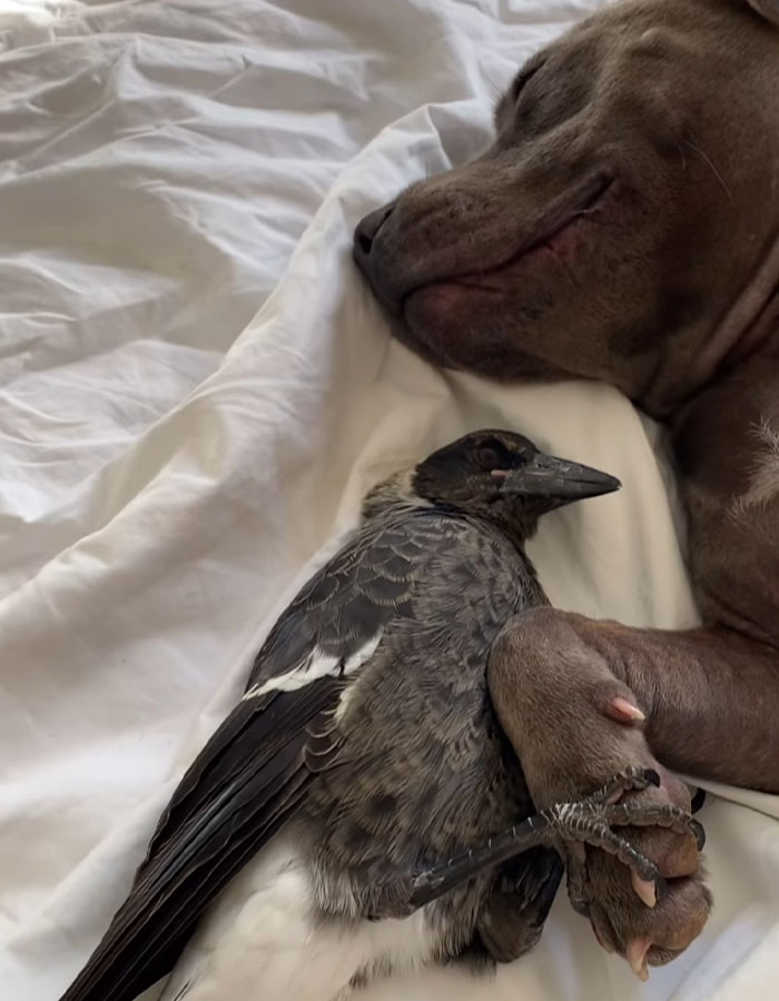 New Legal Battle Threatens To Separate Molly, The Famous Magpie, From Its Doggy Best Friend New Legal Battle Threatens To Separate Molly, The Famous Magpie, From Its Doggy Best Friend