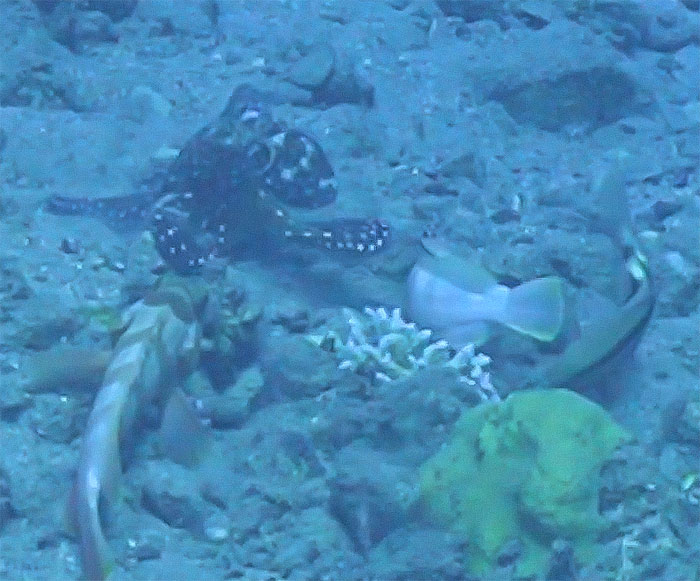 Rare Video Shows Octopuses Punching Their Lazy Fish Partners While Out Hunting Together Rare Video Shows Octopuses Punching Their Lazy Fish Partners While Out Hunting Together