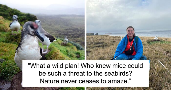 Invasive Mice Officials Decide To Drop 600 Tons Of Pesticide On Island To Save Birds ...