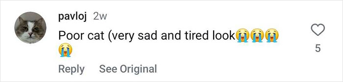 Giant Cat “Crumb” That Weighs Nearly 40 lb Was Rescued From Russian Basement, Sparks Anger Giant Cat “Crumb” That Weighs Nearly 40 lb Was Rescued From Russian Basement, Sparks Anger