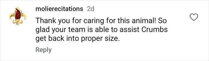 Giant Cat “Crumb” That Weighs Nearly 40 lb Was Rescued From Russian Basement, Sparks Anger Giant Cat “Crumb” That Weighs Nearly 40 lb Was Rescued From Russian Basement, Sparks Anger