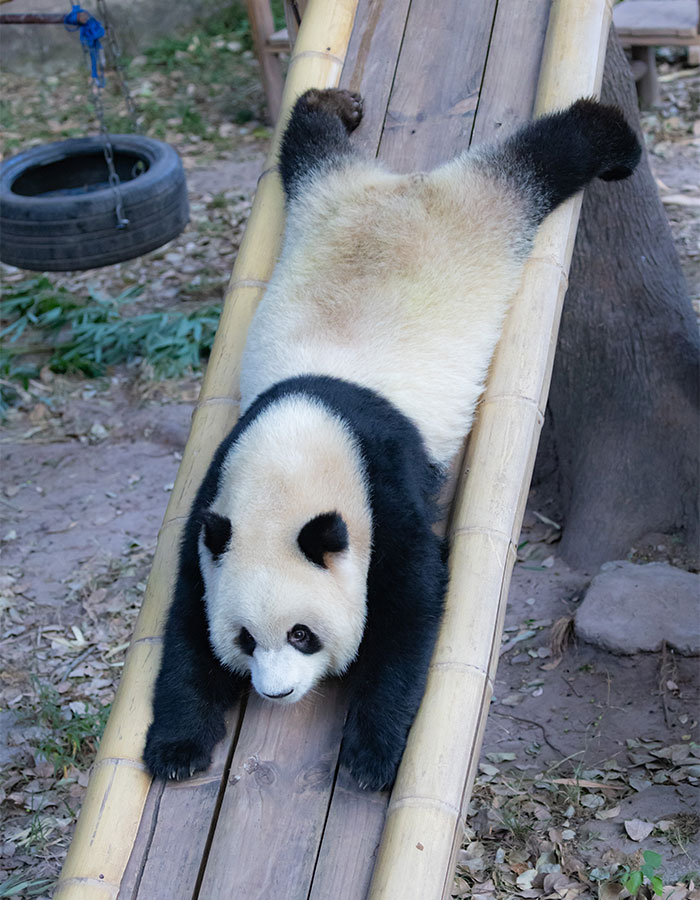Panda playing on a slide during a tea party-themed event at the zoo's Mid-Autumn Festival. Panda playing on a slide during a tea party-themed event at the zoo's Mid-Autumn Festival.