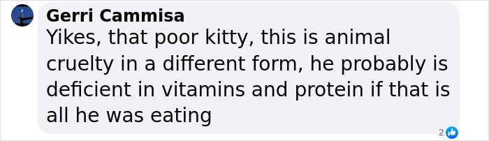 Giant Cat “Crumb” That Weighs Nearly 40 lb Was Rescued From Russian Basement, Sparks Anger Giant Cat “Crumb” That Weighs Nearly 40 lb Was Rescued From Russian Basement, Sparks Anger