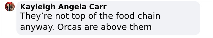 Scientists Reconsider Food Chain As 8-Foot-Long Shark Gets Eaten By Another Predator Scientists Reconsider Food Chain As 8-Foot-Long Shark Gets Eaten By Another Predator