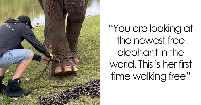 An Elephant Walking Without Chains For The 1st Time In 41 Years Is Melting Hearts Online