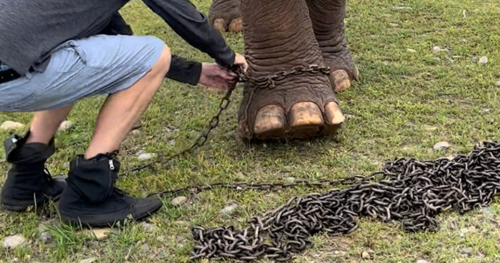 An Elephant Walking Without Chains For The 1st Time In 41 Years Is Melting Hearts Online