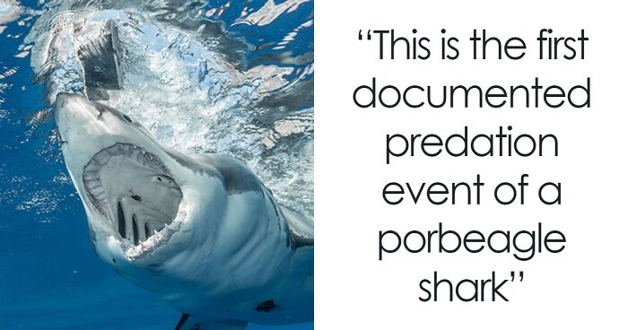 Scientists Reconsider Food Chain As 8-Foot-Long Shark Gets Eaten By