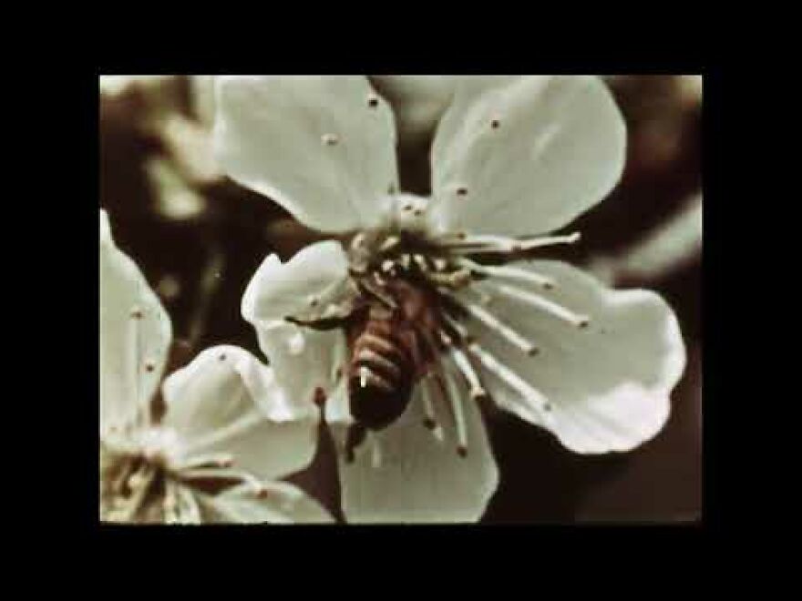 Encyclopedia Britannica 1960 Film: Social Insects