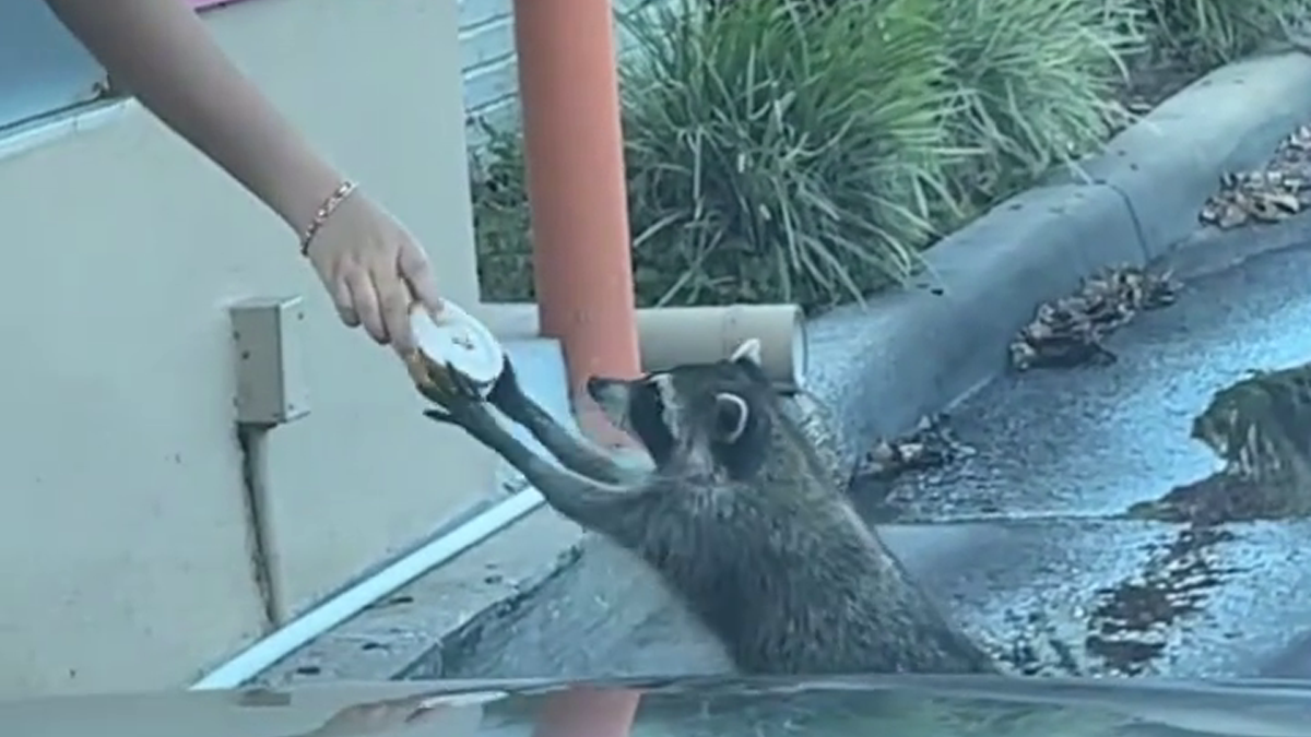 Polite Raccoon Goes Viral When People Are Overtaken By A Video Of Him Receiving His Daily Donut