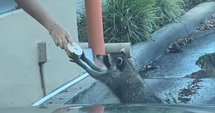 Small Racoon Viral Polite Raccoon Goes Viral When People Are Overtaken By A Video Of Him ...