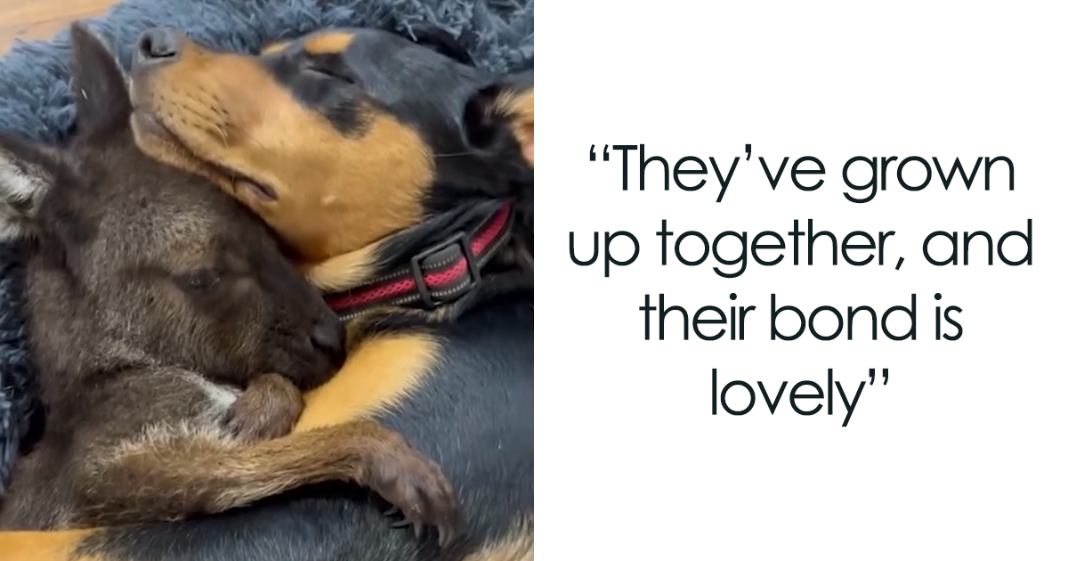 Two Besties, Rescued Orphaned Baby Kangaroo And A Pup, Melting Hearts