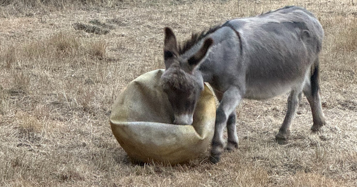 A Touching Story Of A Sad Donkey Whose Ball Popped, But People Made Sure He’ll Never Be Lonely Again