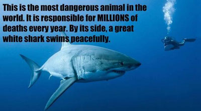shark-risk-66dd3d1d689e2.jpg