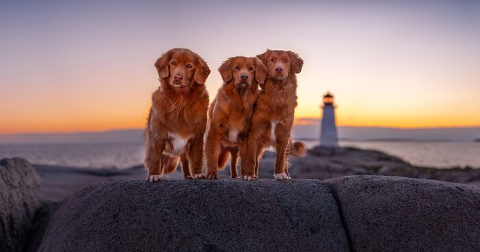 I Traveled The World To Capture 60 Dog Breeds In Their Natural Homes 