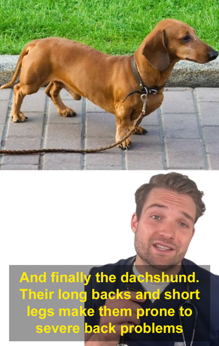 “This Will Be A Controversial One”: Vet Lists 5 Dog Breeds He Would Never Own “This Will Be A Controversial One”: Vet Lists 5 Dog Breeds He Would Never Own