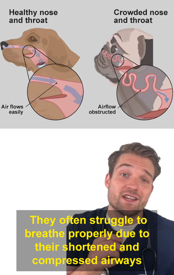 “This Will Be A Controversial One”: Vet Lists 5 Dog Breeds He Would Never Own “This Will Be A Controversial One”: Vet Lists 5 Dog Breeds He Would Never Own