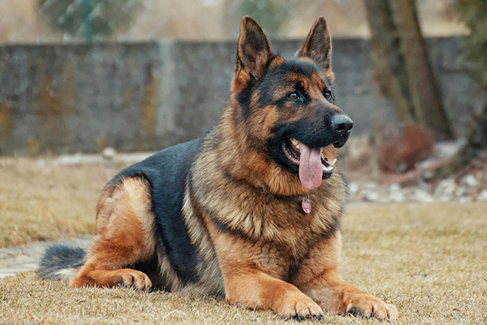 “This Will Be A Controversial One”: Vet Lists 5 Dog Breeds He Would Never Own “This Will Be A Controversial One”: Vet Lists 5 Dog Breeds He Would Never Own