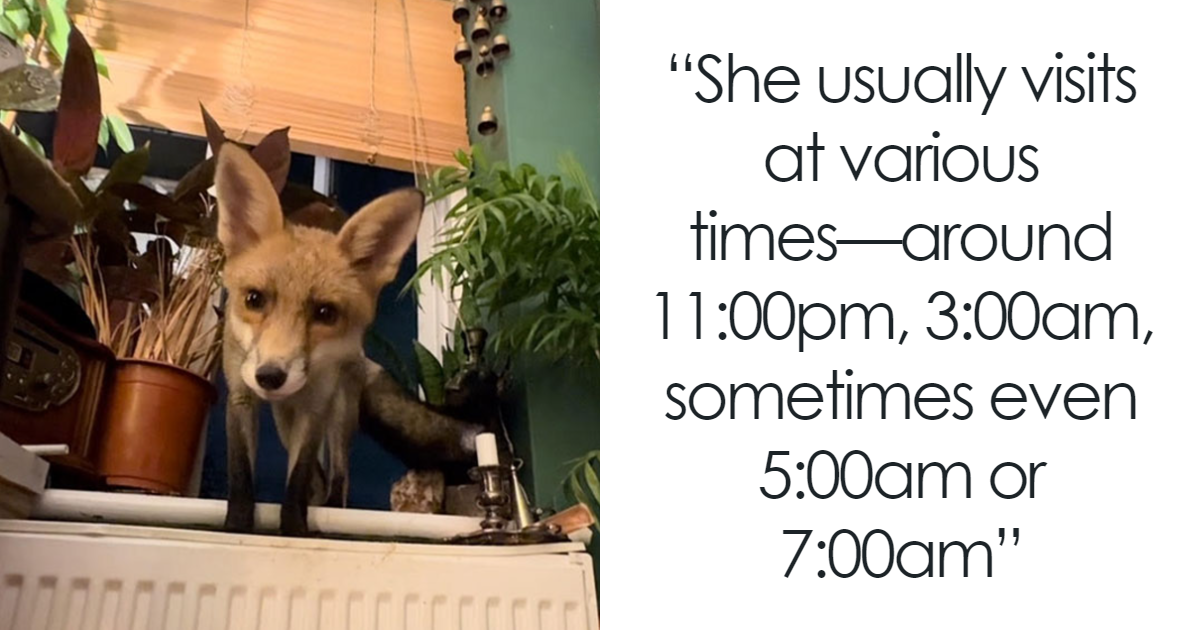Fox Frequently Sneaks Into Woman’s Home And Sleeps In Her Bed: “It ...