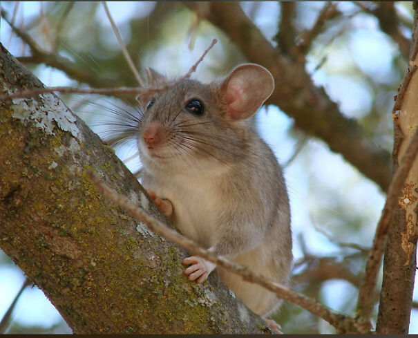 woodrat-66f4cba77489d-png.jpg