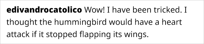 This Guy Saved A Baby Hummingbird And Soon Found Out She Wasn’t Alone This Guy Saved A Baby Hummingbird And Soon Found Out She Wasn’t Alone
